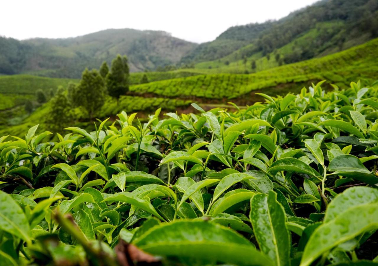 Arivikad Tea Bungalow Munnar By Voye Homes Suryanelli Eksteriør bilde